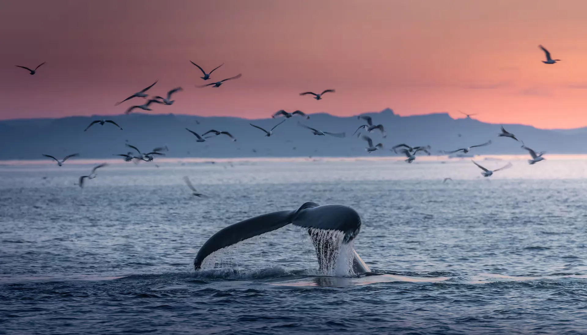 Whale Watching Cabo